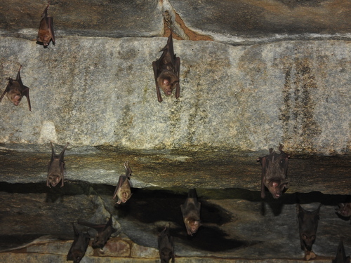 Indian Leaf-nosed Bat