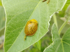 Chelymorpha reimoseri