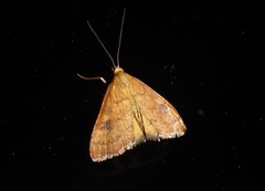 Mnesictena flavidalis
