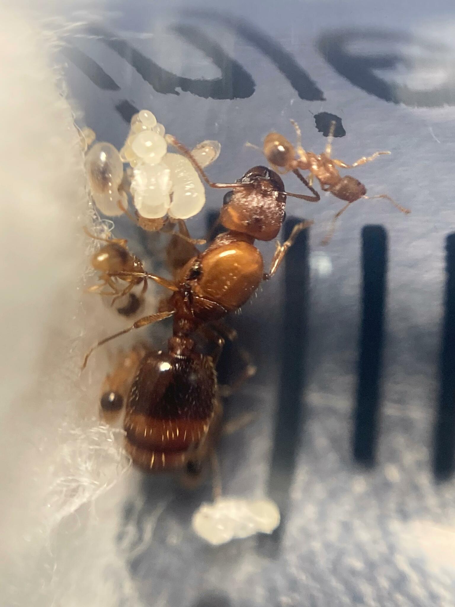 Tetramorium galaticum