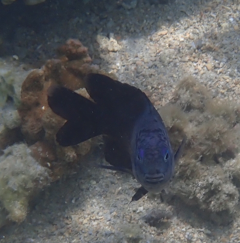 Ebony gregory (Stegastes limbatus) — Pomacentridae — 2