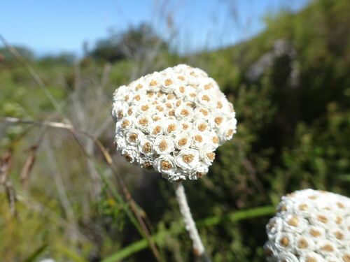 Image of Anaxeton asperum by (c) Thomas Koffel, some rights reserved (CC BY)