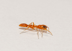 Synemosyna petrunkevitchi