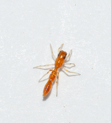 Synemosyna petrunkevitchi