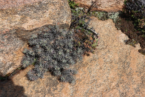 Image of Spiky Babooncabbage by (c) Tony Rebelo, some rights reserved (CC BY-SA)