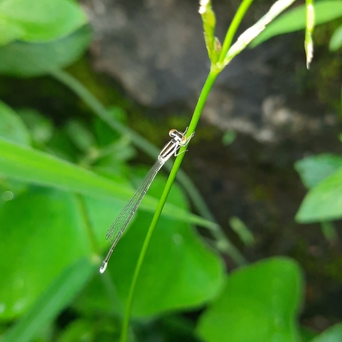 Green-striped slender dartlet photo 4