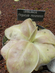 Lentibulariaceae