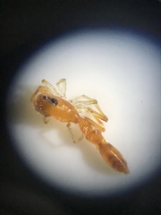 Synemosyna petrunkevitchi