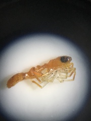 Synemosyna petrunkevitchi