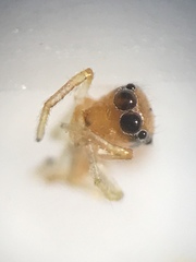 Synemosyna petrunkevitchi