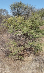 Vachellia schaffneri