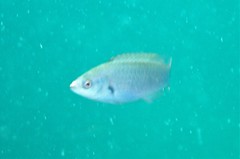 Cirrhilabrus punctatus