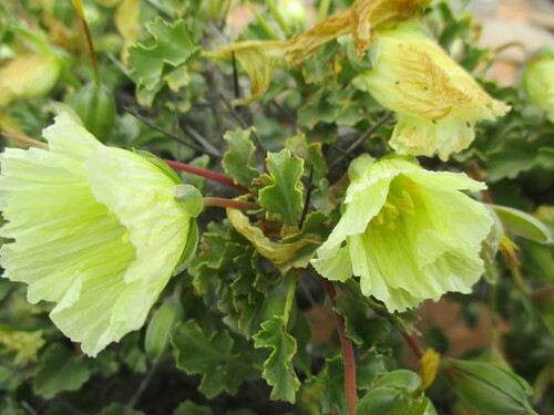 Image of Monsonia flavescens by no rights reserved