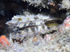 Scaeochlamys livida