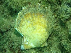 Scaeochlamys livida