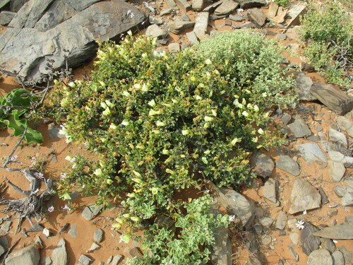 Image of Monsonia flavescens by no rights reserved