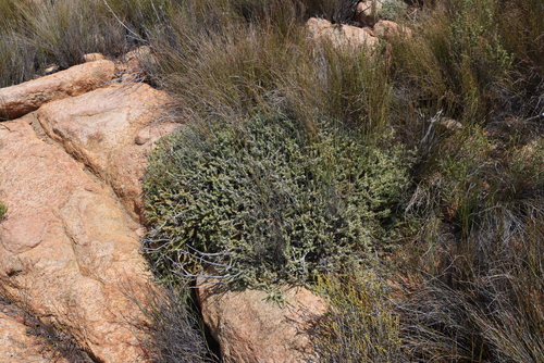 Image of Metalasia namaquana by (c) Tony Rebelo, some rights reserved (CC BY-SA)
