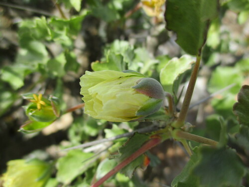 Image of Richtersveld Bushcandle (Monsonia flavescens) by no rights reserved