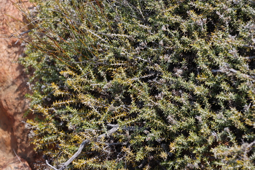 Namaqua Blombush (Metalasia namaquana)