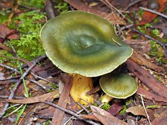 Cortinarius austrovenetus
