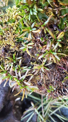 Abrotanella fertilis (Abrotanella fertilis)