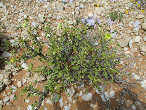 Image of Richtersveld Bushcandle (Monsonia flavescens) by no rights reserved
