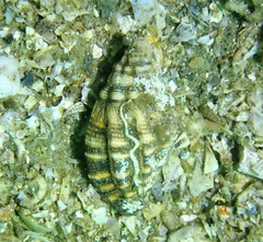 Cronia aurantiaca