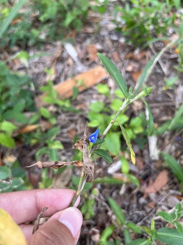 Commelina diffusa iNat (3)