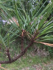 Pinus
