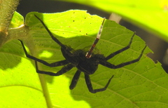 Dolomedes mankorlod