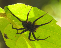 Dolomedes mankorlod