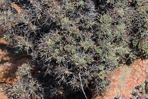 Spiky Babooncabbage (Othonna euphorbioides)
