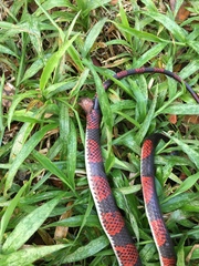 Oxyrhopus petolarius