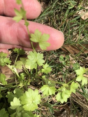 Ranunculus platensis