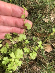 Ranunculus platensis