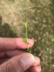Ranunculus platensis