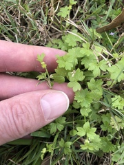 Ranunculus platensis