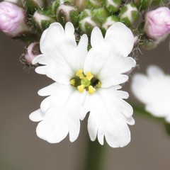 Dryopetalon runcinatum