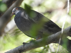 Columba livia