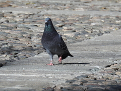 Columba livia