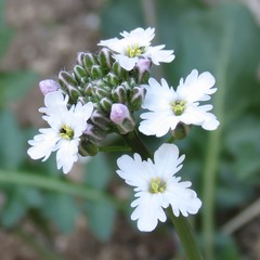 Dryopetalon runcinatum