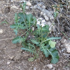 Dryopetalon runcinatum