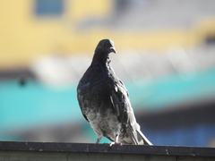 Columba livia