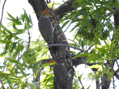 Melanerpes aurifrons