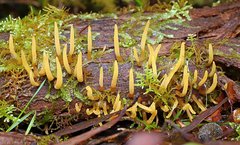 Calocera guepinioides
