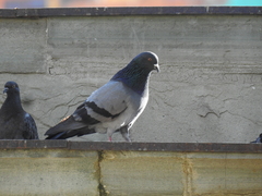 Columba livia