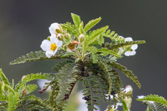 Chamaebatia australis