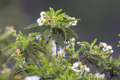 Chamaebatia australis