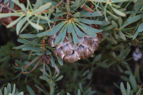 Image of Protea namaquana by (c) Tony Rebelo, some rights reserved (CC BY-SA)