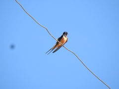 Hirundo rustica